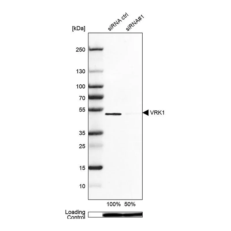 Atlas Antibodies Anti-VRK1 Antibody