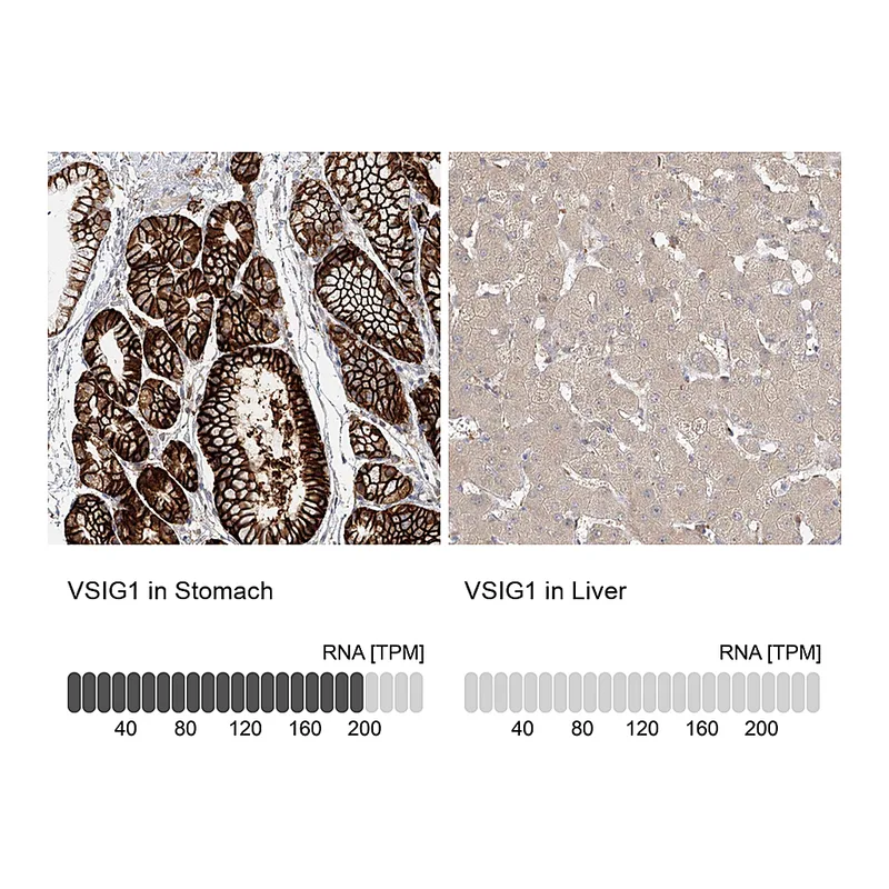 Atlas Antibodies Anti-VSIG1 Antibody