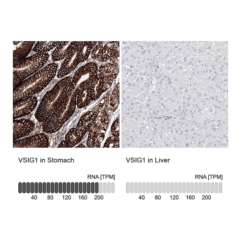 Atlas Antibodies Anti-VSIG1 Antibody