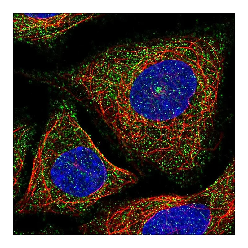 Atlas Antibodies Anti-VSIG10 Antibody