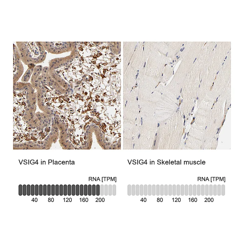 Atlas Antibodies Anti-VSIG4 Antibody