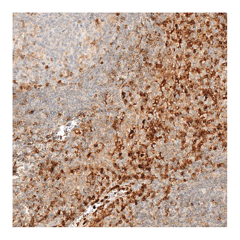 Atlas Antibodies Anti-VSIR Antibody