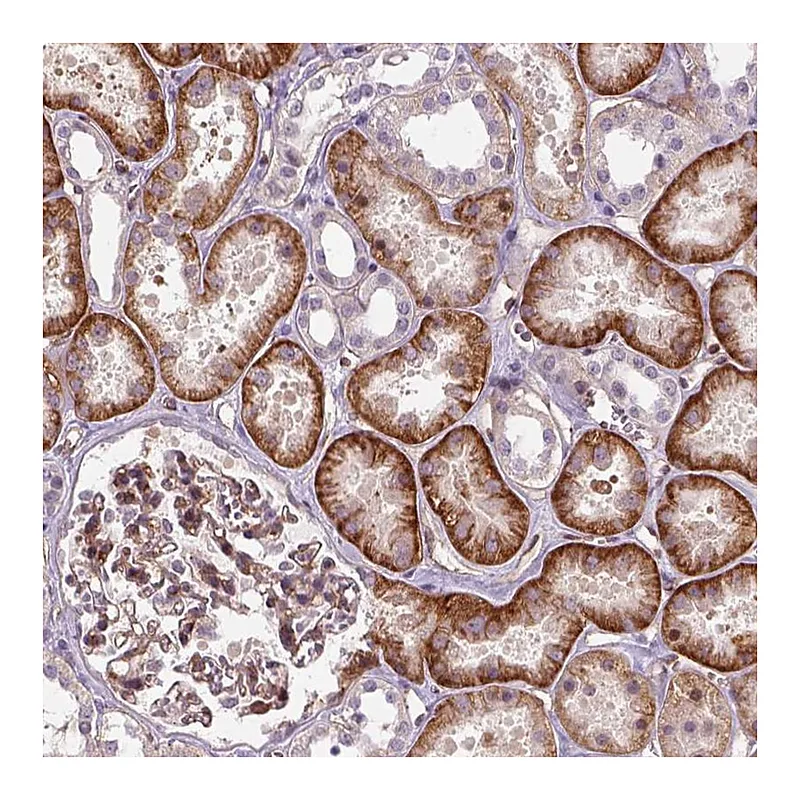 Atlas Antibodies Anti-VSTM5 Antibody