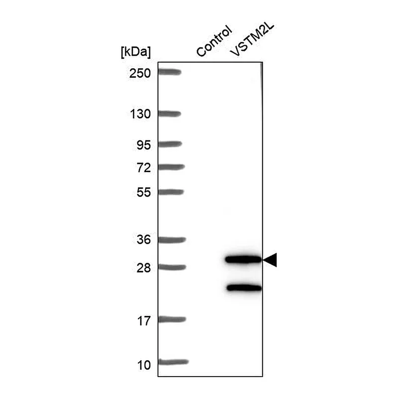 Atlas Antibodies Anti-VSTM2L Antibody