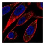 Atlas Antibodies Anti-VTI1B Antibody