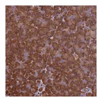 Atlas Antibodies Anti-VWA3A Antibody
