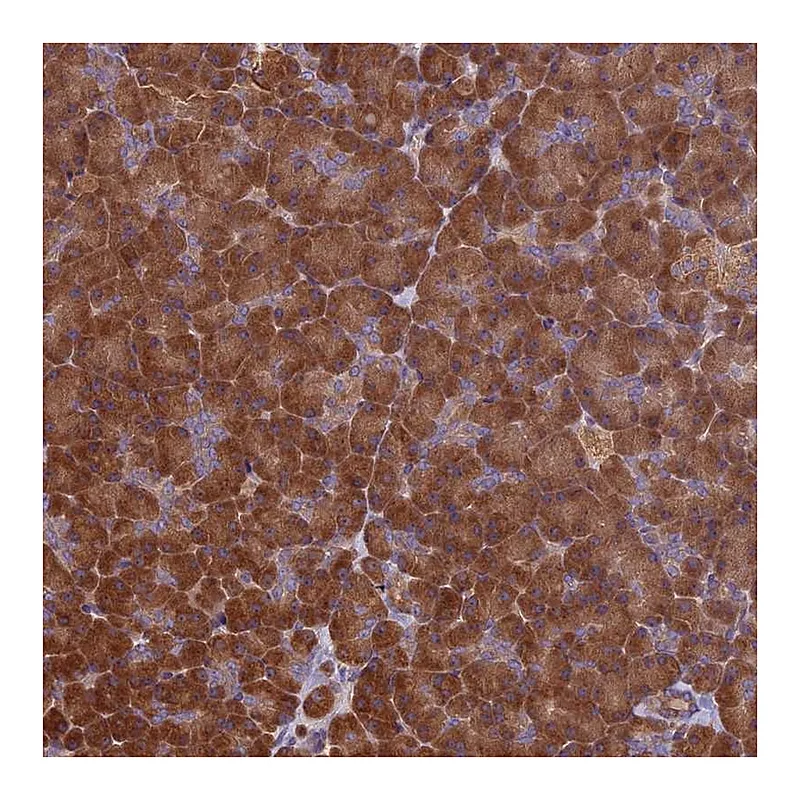 Atlas Antibodies Anti-VWA3A Antibody