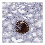 Atlas Antibodies Anti-VTN Antibody