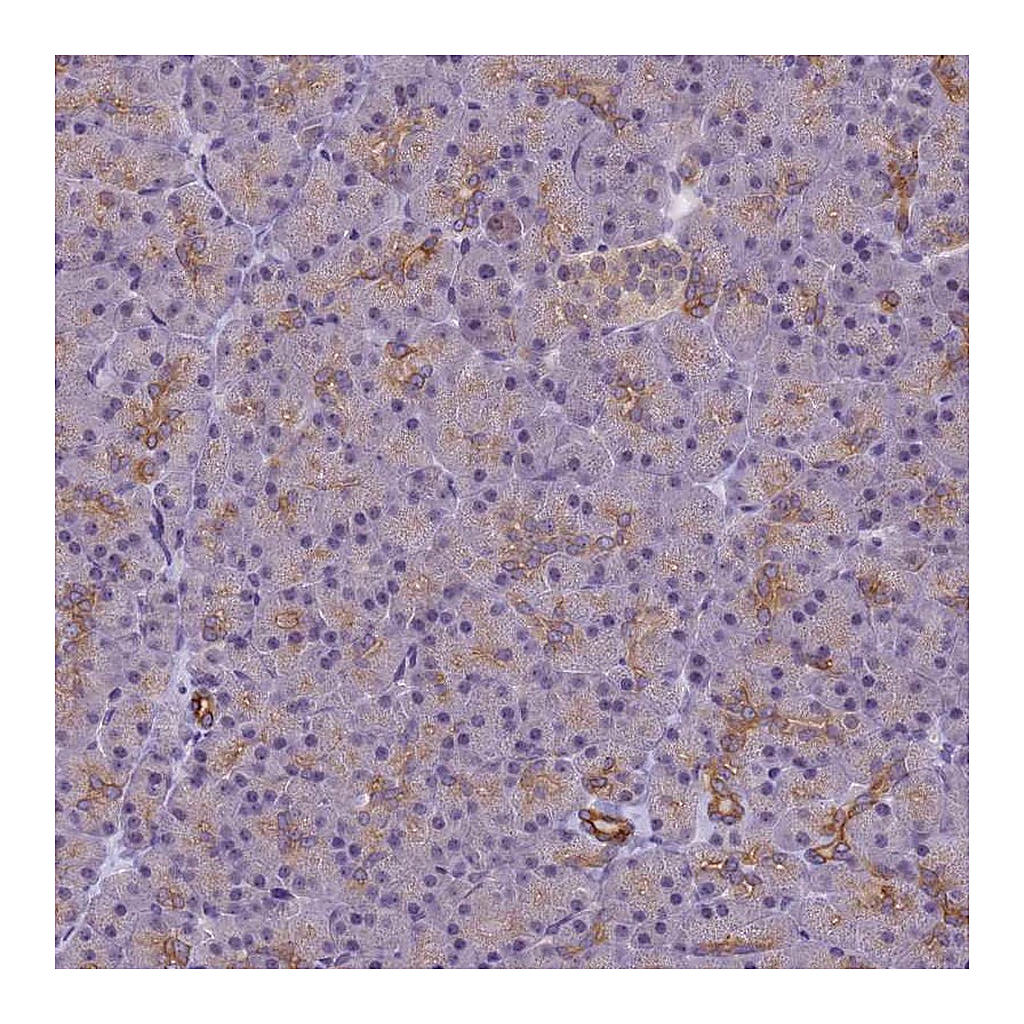 Atlas Antibodies Anti-VWA3A Antibody