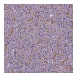 Atlas Antibodies Anti-VWA3A Antibody