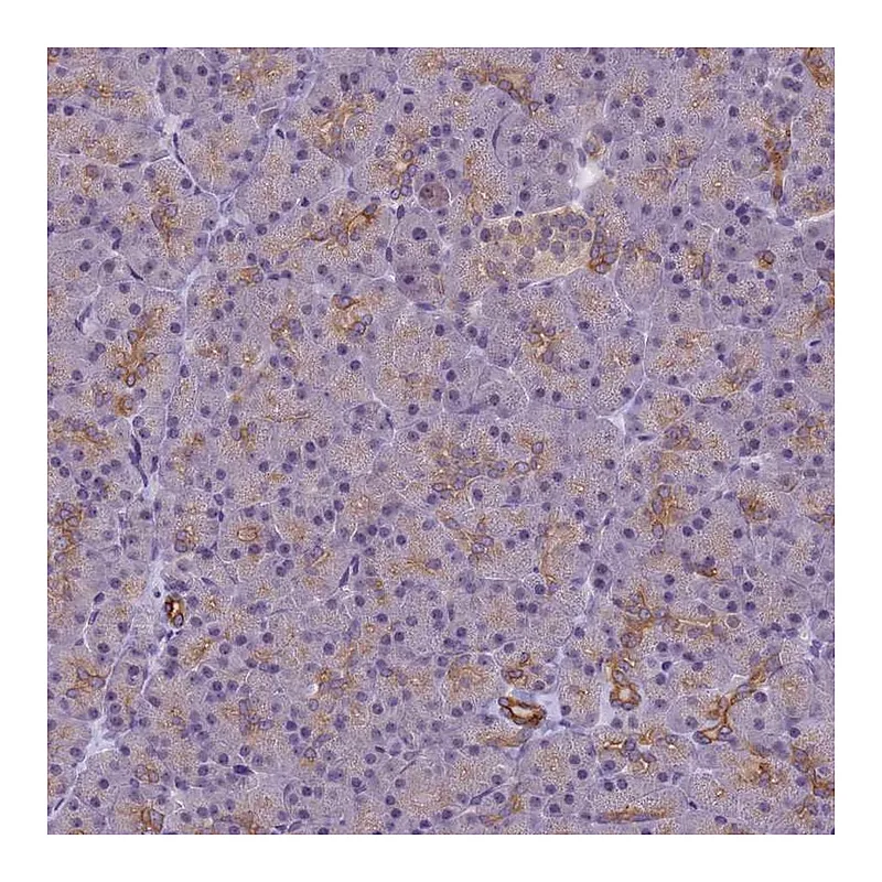 Atlas Antibodies Anti-VWA3A Antibody