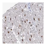 Atlas Antibodies Anti-VWA5A Antibody