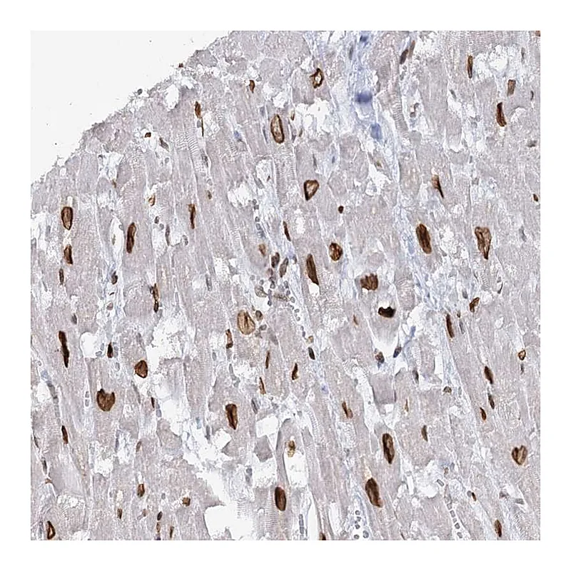 Atlas Antibodies Anti-VWA5A Antibody