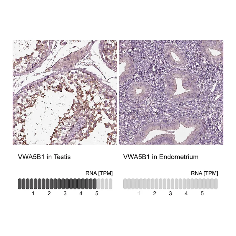Atlas Antibodies Anti-VWA5B1 Antibody