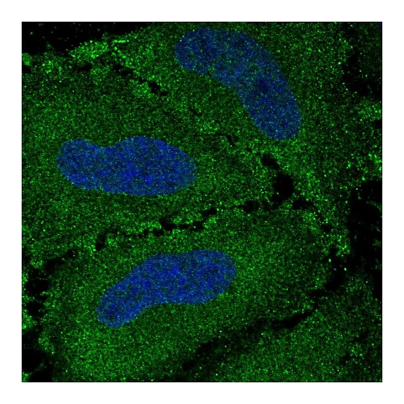 Atlas Antibodies Anti-VWA7 Antibody
