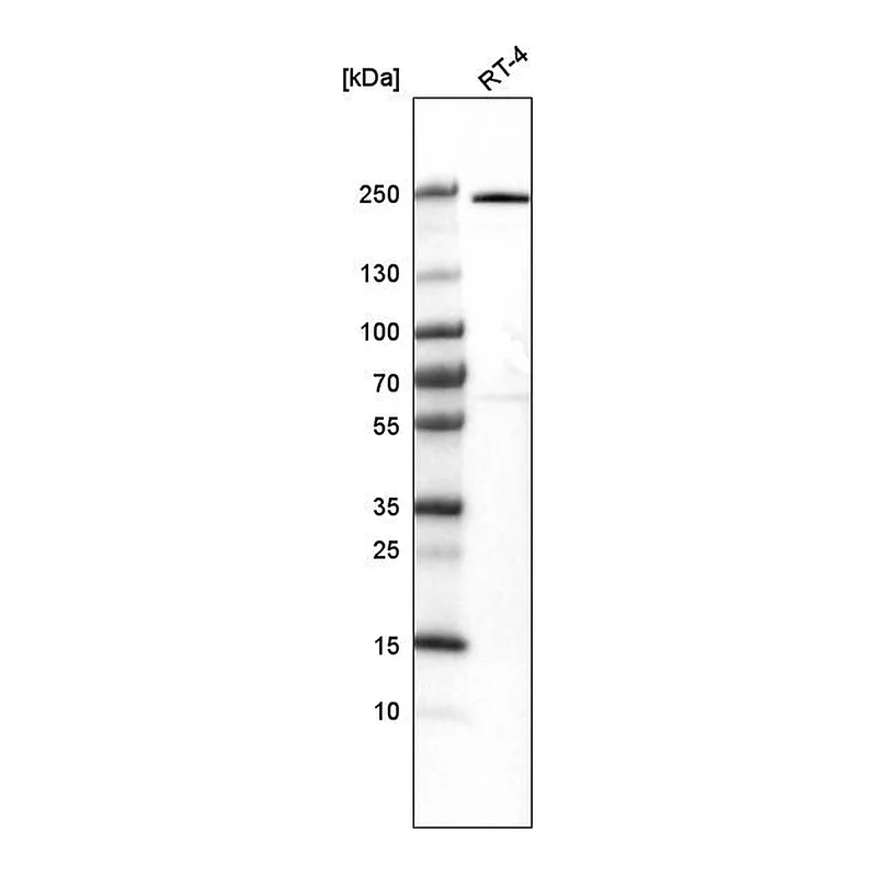 Atlas Antibodies Anti-VWA8 Antibody