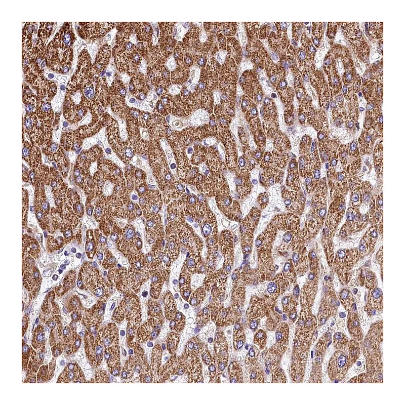 Atlas Antibodies Anti-VWCE Antibody