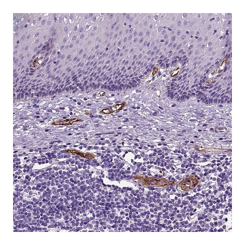 Atlas Antibodies Anti-VWF Antibody