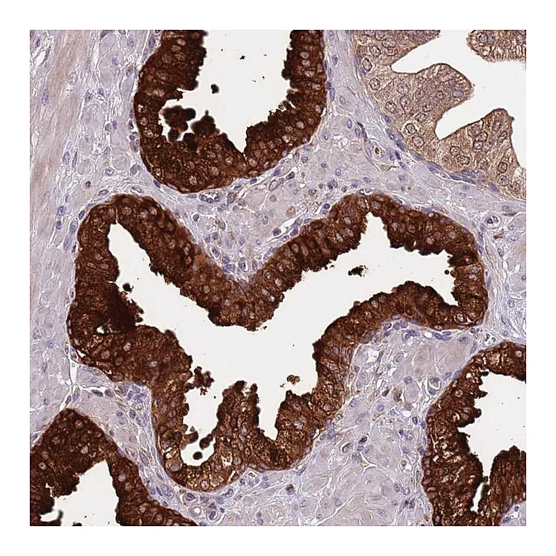 Atlas Antibodies Anti-VWCE Antibody