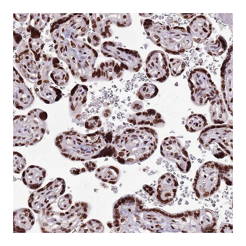 Atlas Antibodies Anti-WASHC4 Antibody