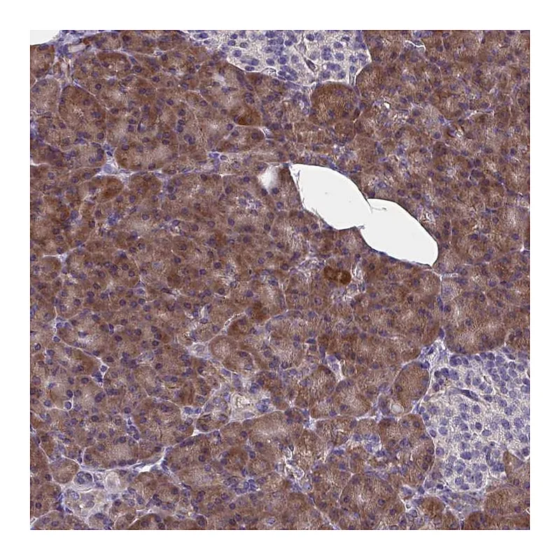 Atlas Antibodies Anti-WBP1 Antibody