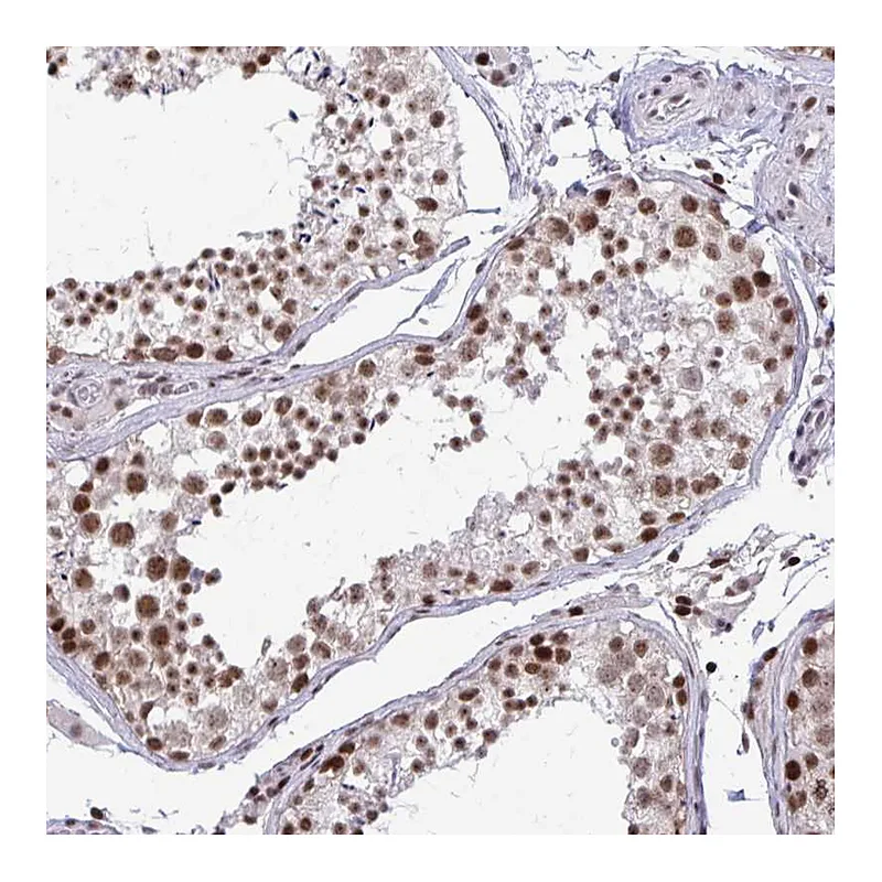 Atlas Antibodies Anti-WBP11 Antibody