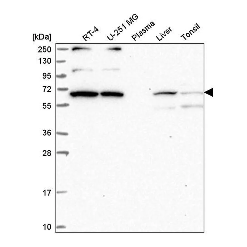 Atlas Antibodies Anti-WBP11 Antibody
