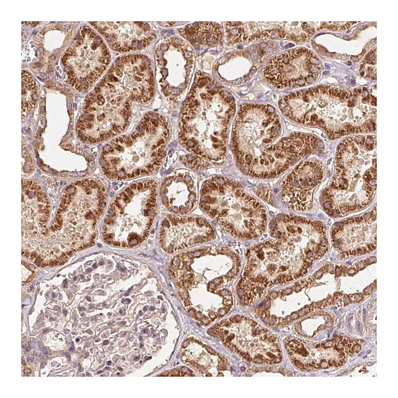Atlas Antibodies Anti-WBP2 Antibody