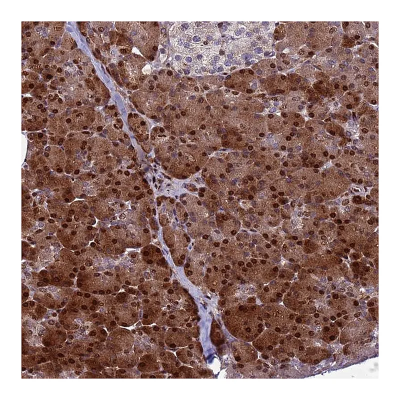 Atlas Antibodies Anti-WBP11 Antibody