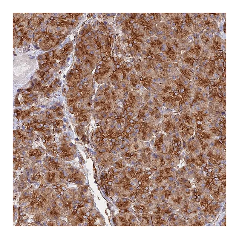 Atlas Antibodies Anti-WBP11 Antibody