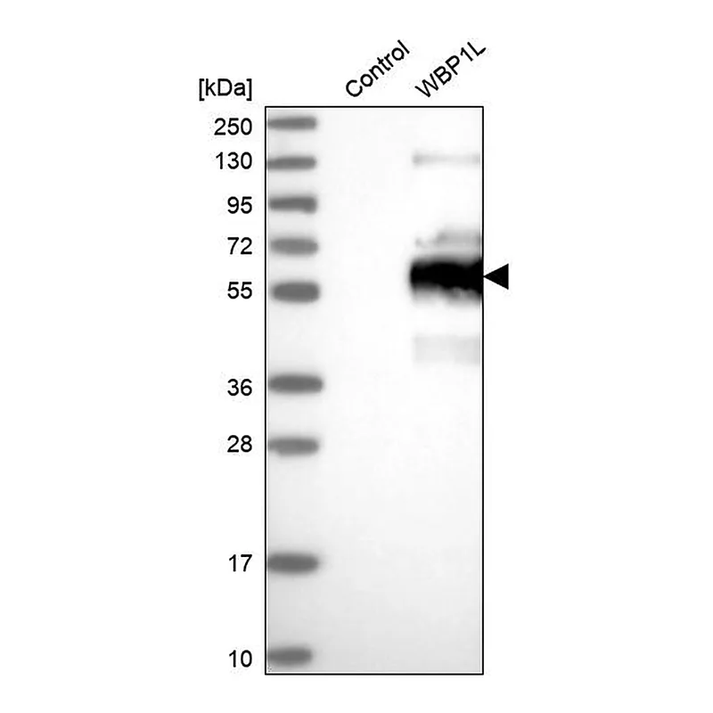 Atlas Antibodies Anti-WBP1L Antibody