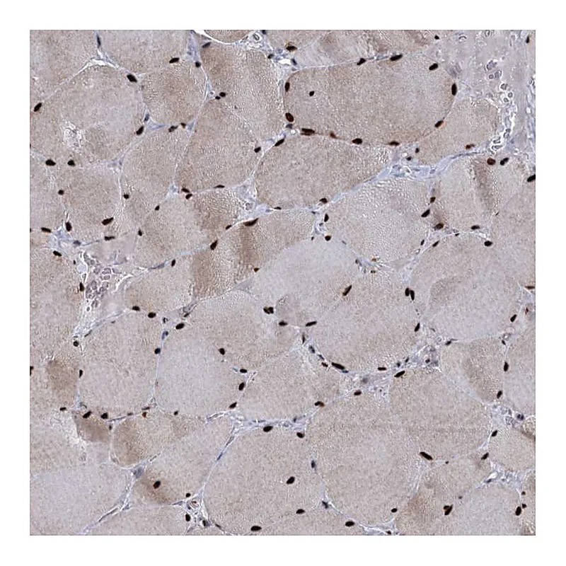 Atlas Antibodies Anti-WBP4 Antibody