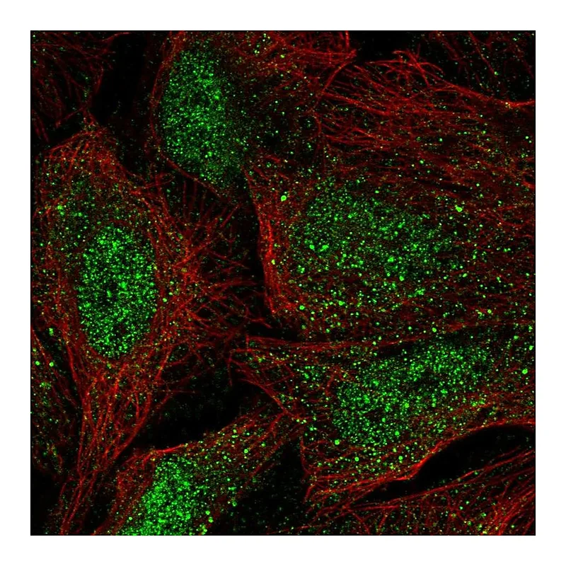 Atlas Antibodies Anti-WBP4 Antibody