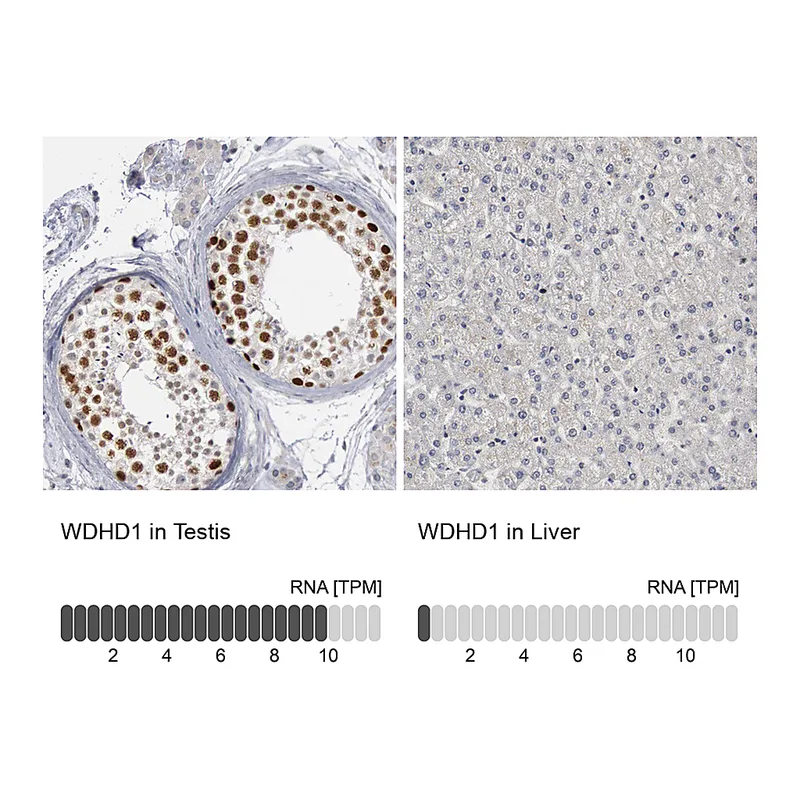 Atlas Antibodies Anti-WDHD1 Antibody