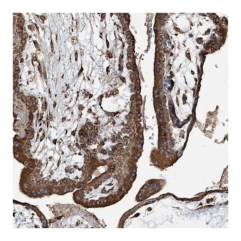 Atlas Antibodies Anti-WDR12 Antibody