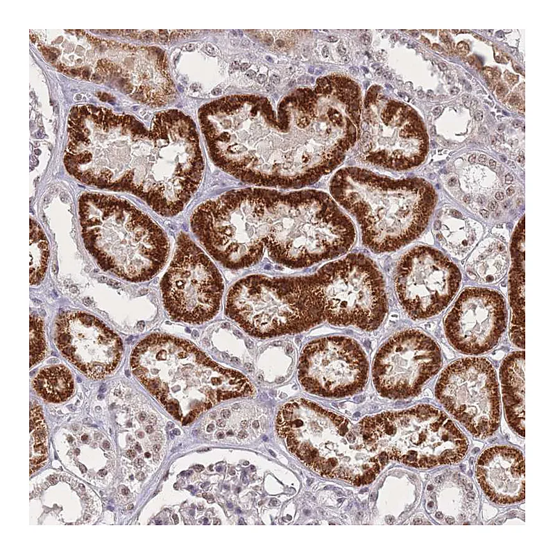 Atlas Antibodies Anti-WDR18 Antibody