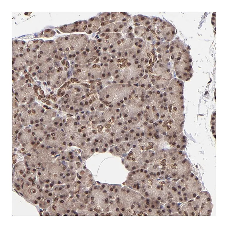 Atlas Antibodies Anti-WDR25 Antibody
