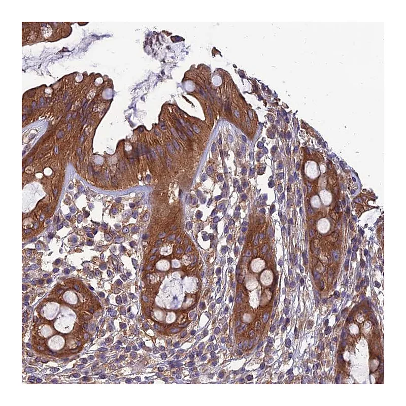 Atlas Antibodies Anti-WDR24 Antibody