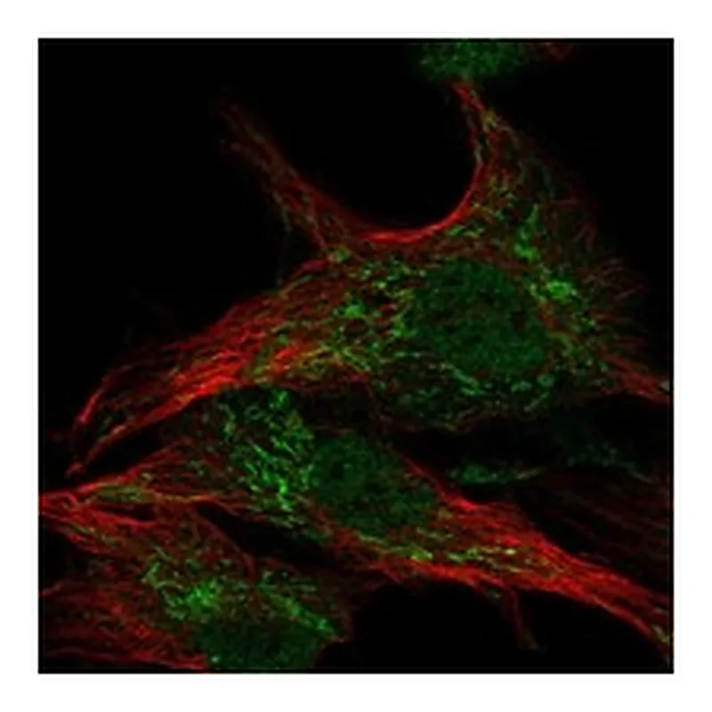 Atlas Antibodies Anti-WDR26 Antibody
