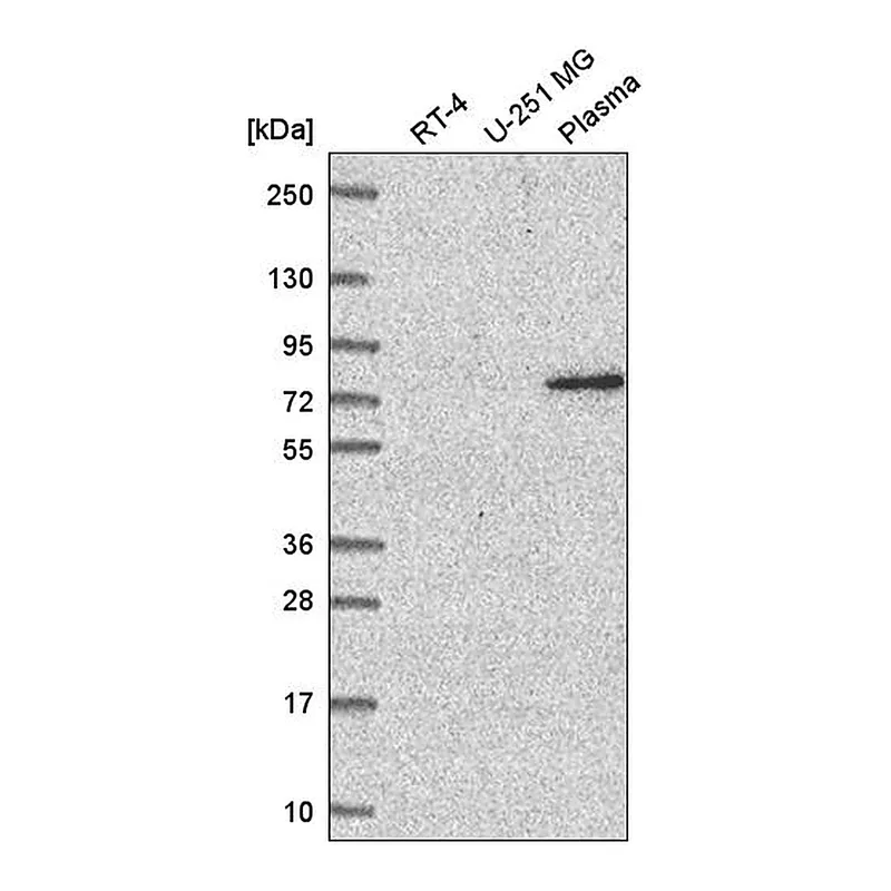 Atlas Antibodies Anti-WDR26 Antibody