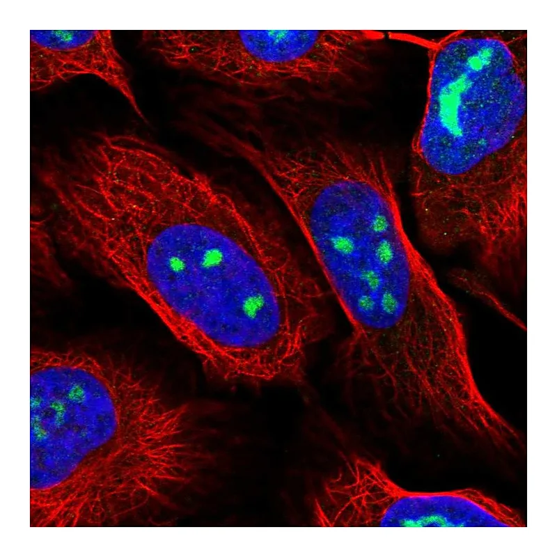 Atlas Antibodies Anti-WDR3 Antibody