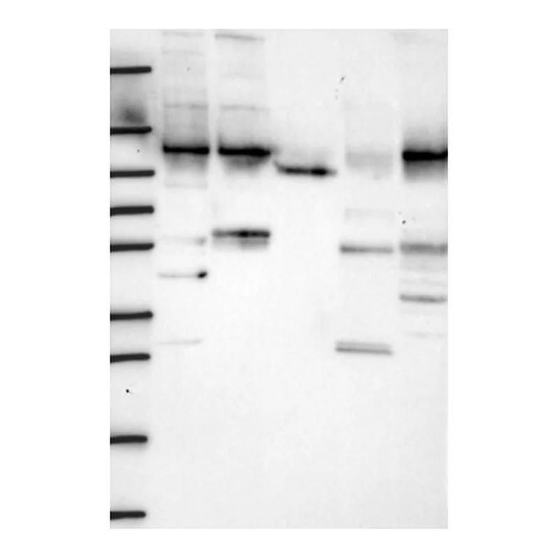 Atlas Antibodies Anti-WDR3 Antibody