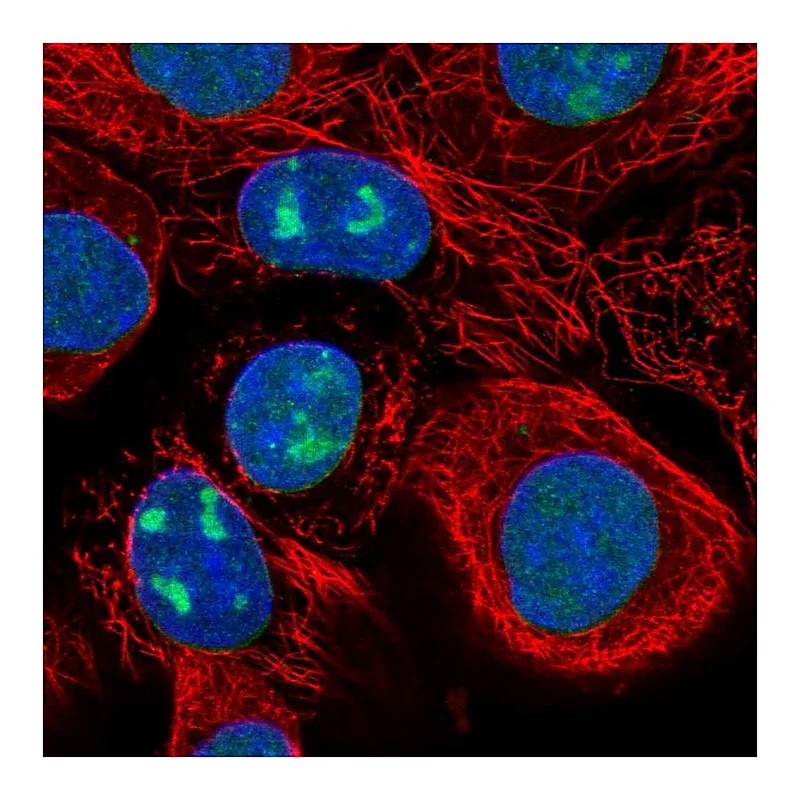 Atlas Antibodies Anti-WDR3 Antibody