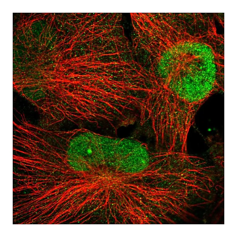 Atlas Antibodies Anti-WDR33 Antibody