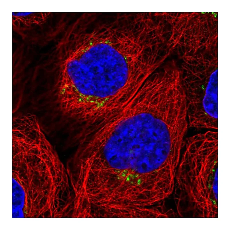 Atlas Antibodies Anti-WDR44 Antibody