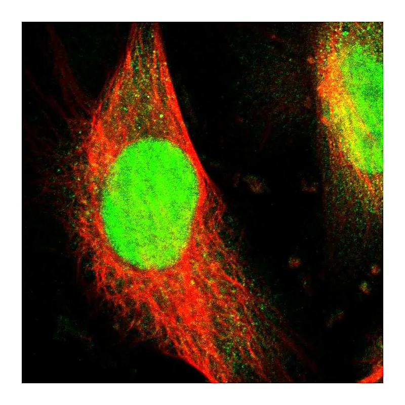 Atlas Antibodies Anti-WDR4 Antibody