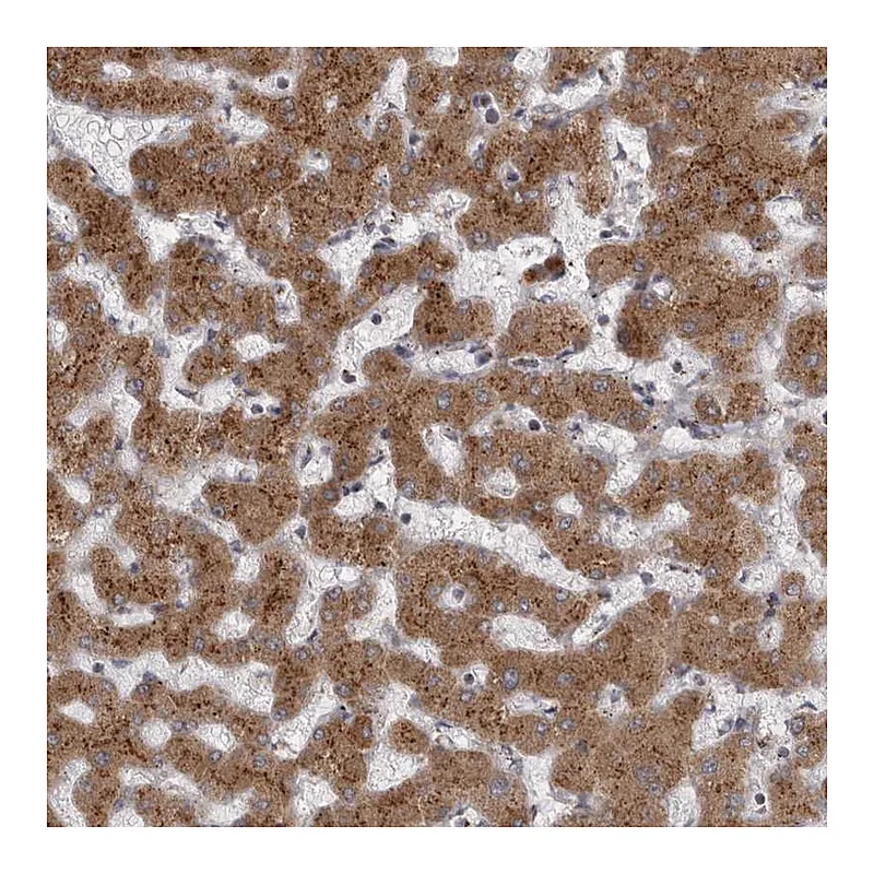 Atlas Antibodies Anti-WDR47 Antibody