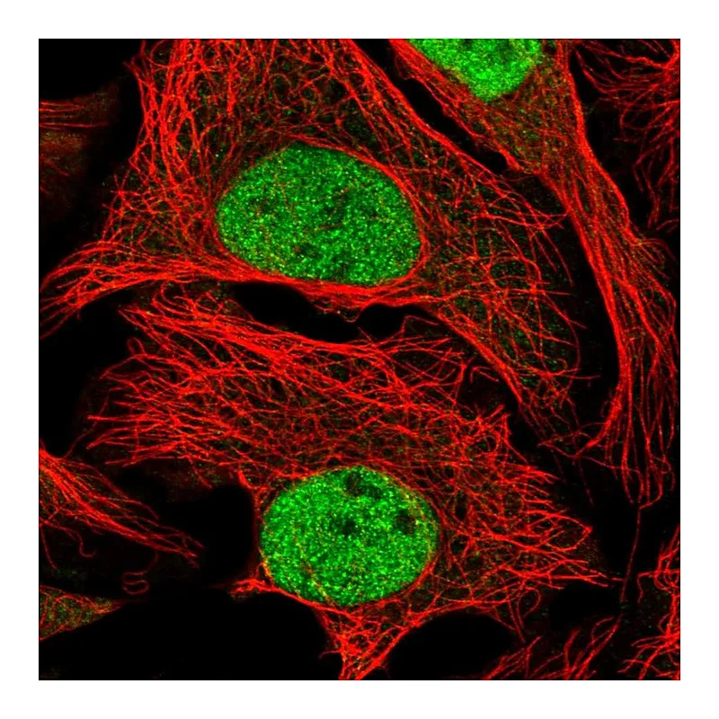 Atlas Antibodies Anti-WDR5 Antibody