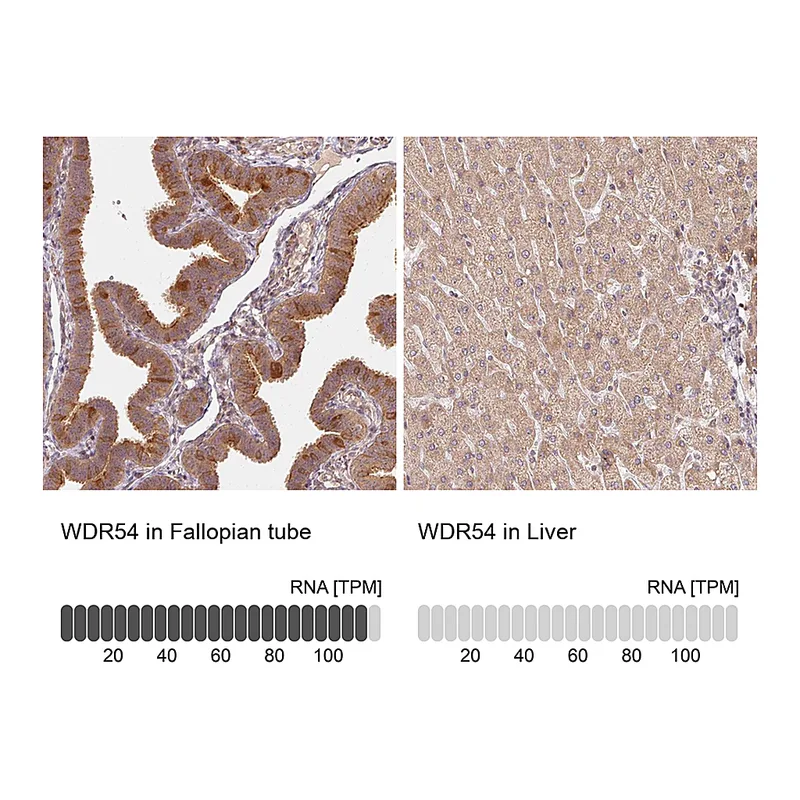Atlas Antibodies Anti-WDR54 Antibody