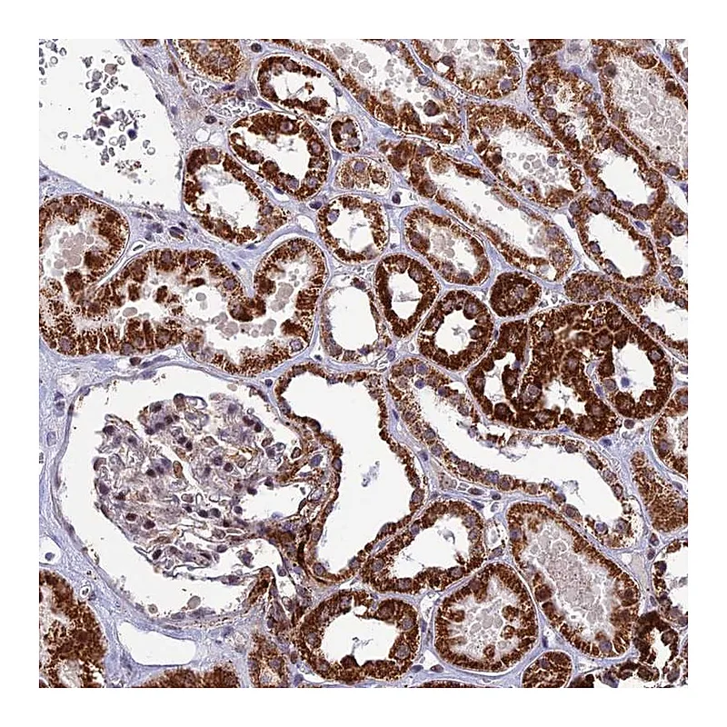 Atlas Antibodies Anti-WDR55 Antibody